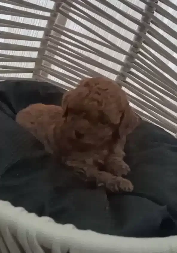 Kızıl Bukleli Toy Poodle Baby Fors Yavrular