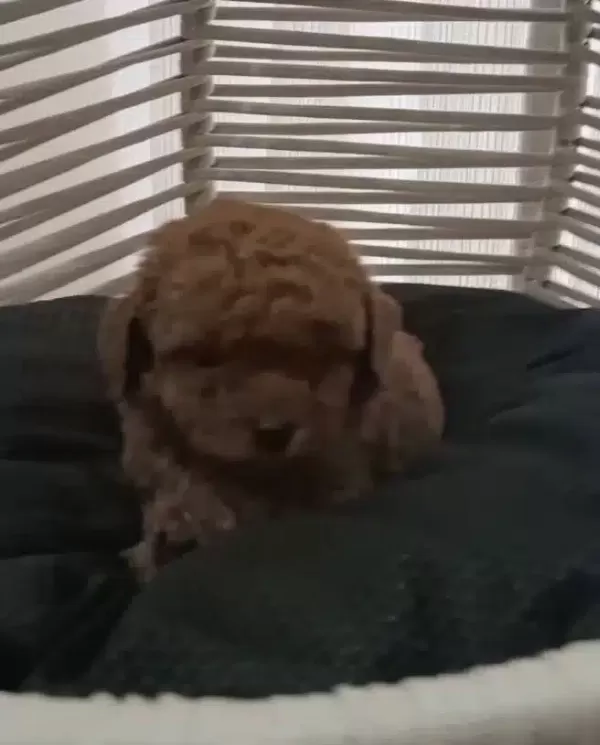 Kızıl Bukleli Toy Poodle Baby Fors Yavrular