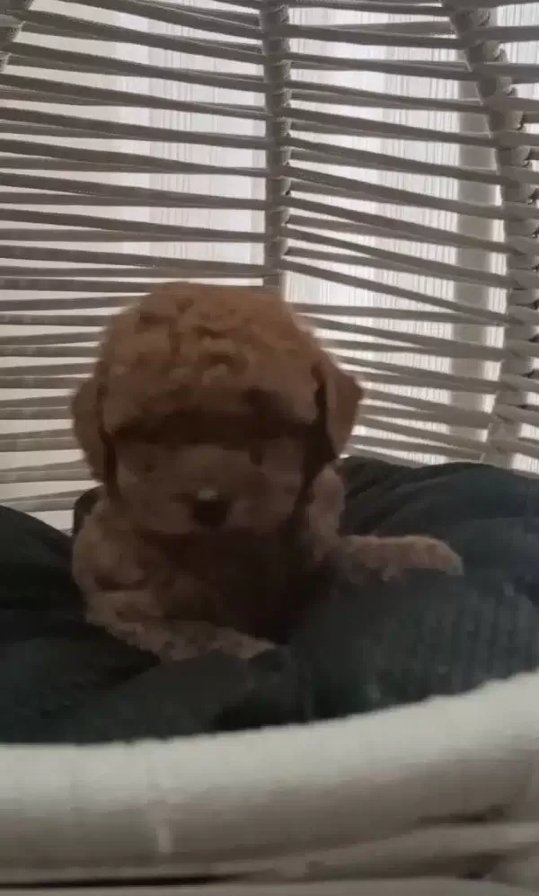 Kızıl Bukleli Toy Poodle Baby Fors Yavrular