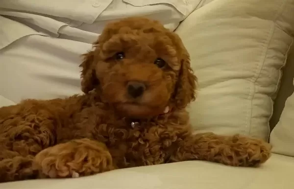 Safkan Tarcın Toy Poodle Yavruları