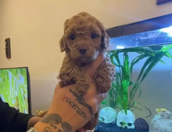 Safkan Tarcın Toy Poodle Yavruları