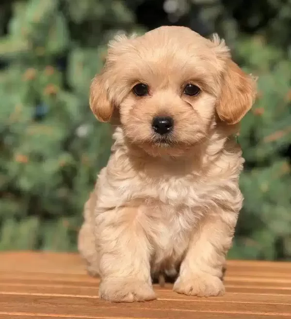 Safkan Maltipoo Yavruları Sorunsuz Gonderim