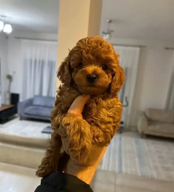 Orjinal Toy Poodle Bebeklerimiz