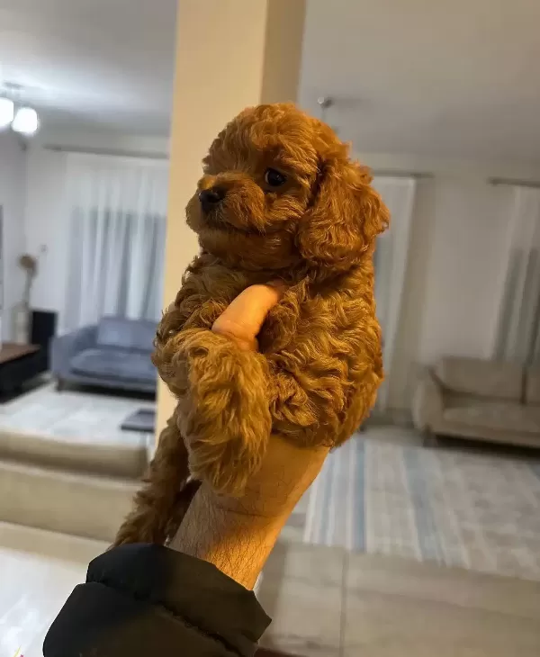 Orjinal Toy Poodle Bebeklerimiz