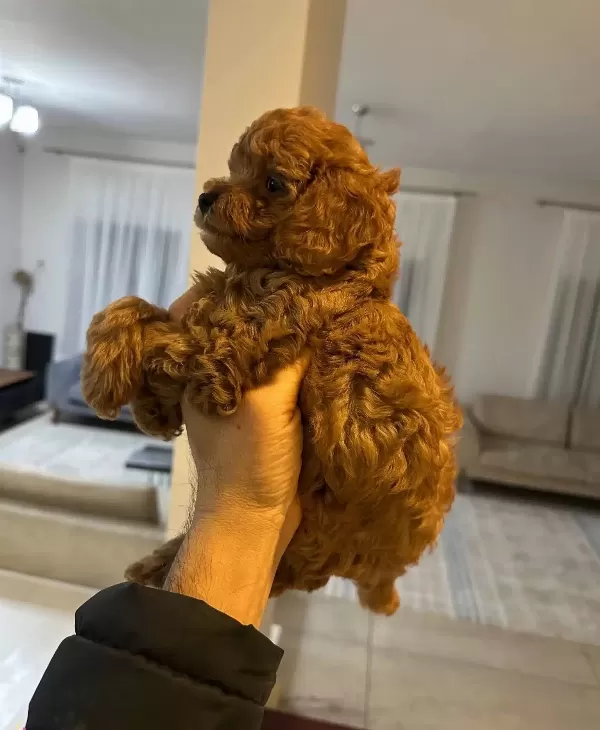 Orjinal Toy Poodle Bebeklerimiz