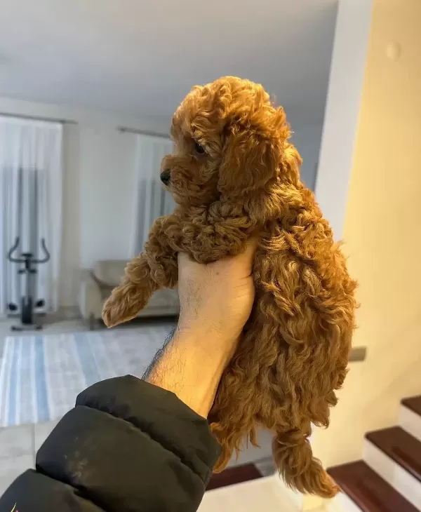 Orjinal Toy Poodle Bebeklerimiz