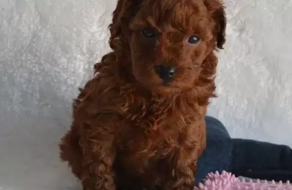 Dark Red Toy Poodle Yavrular Sahibini Arıyor
