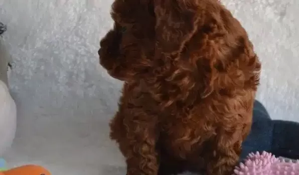 Dark Red Toy Poodle Yavrular Sahibini Arıyor