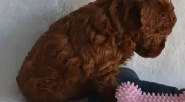 Dark Red Toy Poodle Yavrular Sahibini Arıyor