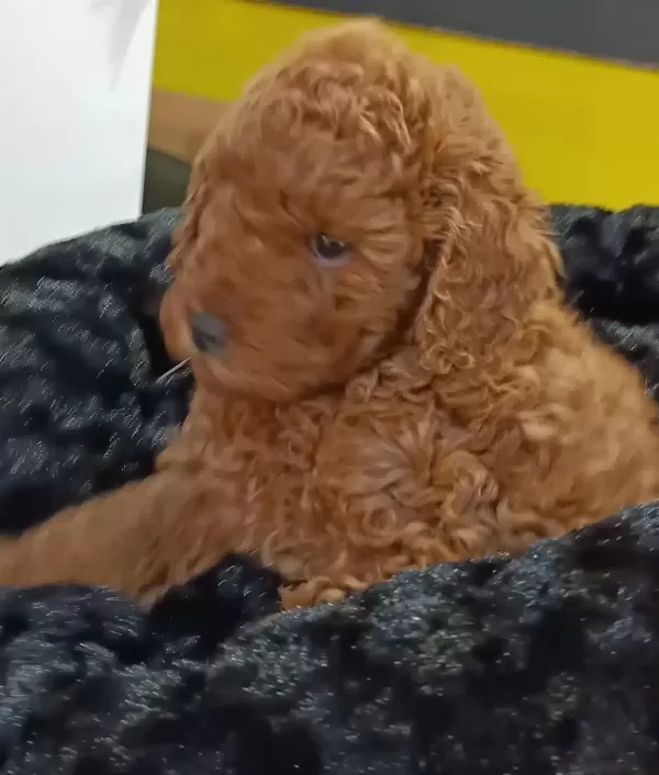 Biblo yüzlü Poodle Yavrular
