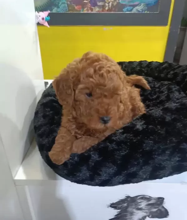 Biblo yüzlü Poodle Yavrular