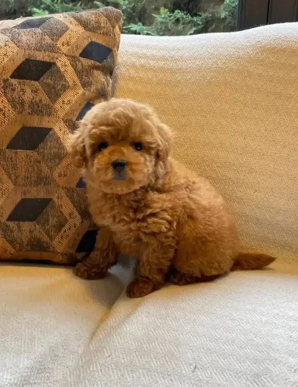 Yuva Arıyan 3 Aylık Oyuncak Poodle Akıllı Ve Sosyal