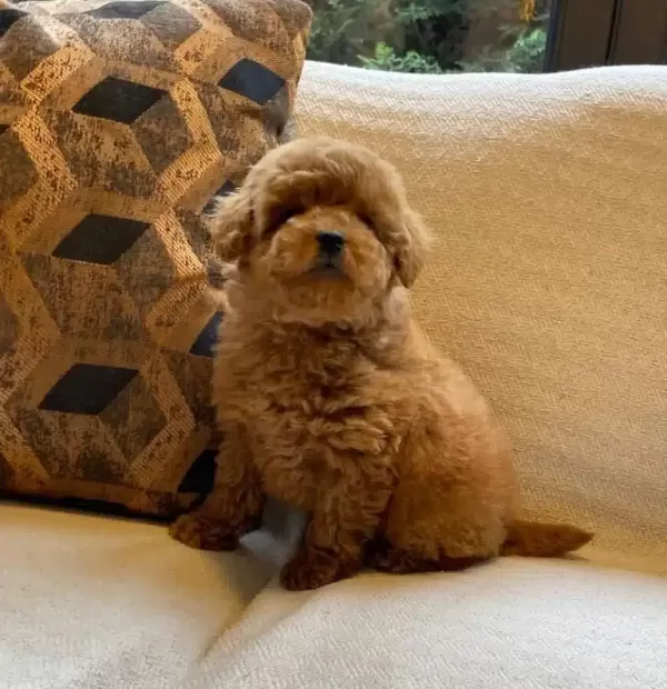 Yuva Arıyan 3 Aylık Oyuncak Poodle Akıllı Ve Sosyal