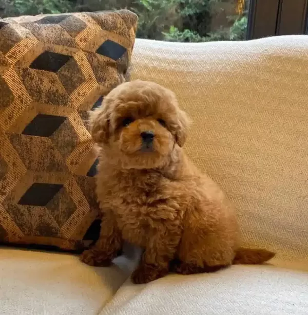 Yuva Arıyan 3 Aylık Oyuncak Poodle Akıllı Ve Sosyal