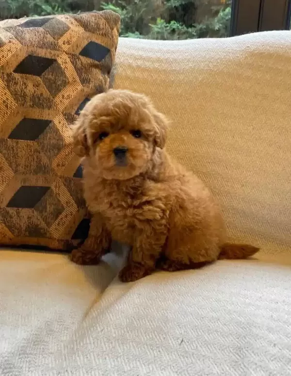 Yuva Arıyan 3 Aylık Oyuncak Poodle Akıllı Ve Sosyal