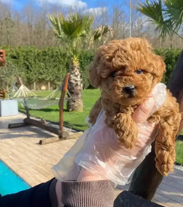 Artık Sizinde Bir Dostunuz Olabilir
