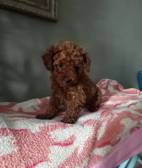 Toy Poodle Yavrularımız