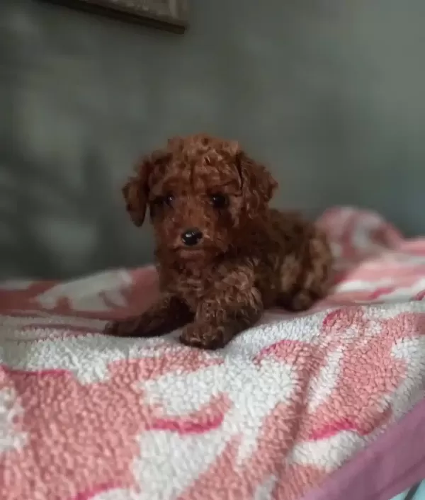 Toy Poodle Yavrularımız