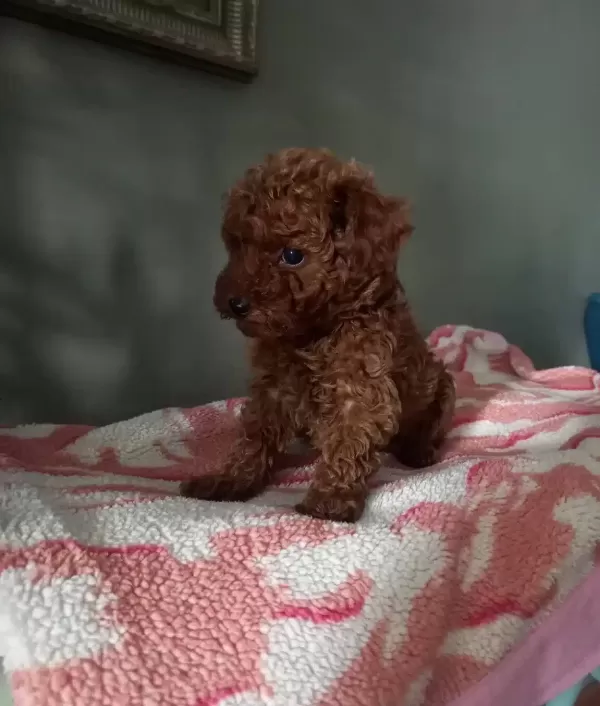 Toy Poodle Yavrularımız
