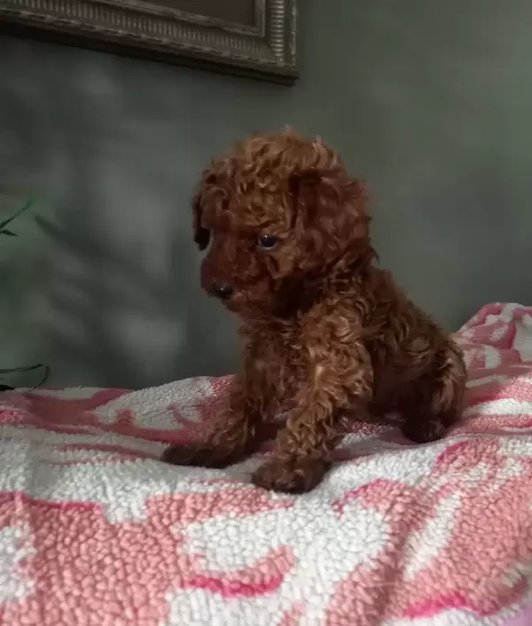 Toy Poodle Yavrularımız