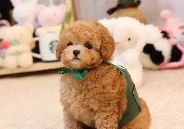 Bal Kupu Safkan Toy Poodle Bebeklerim