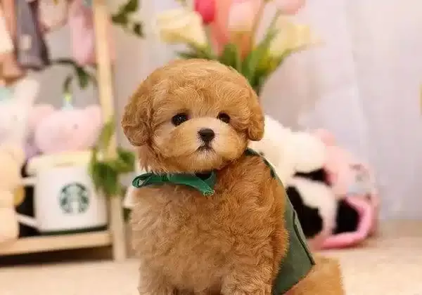 Bal Kupu Safkan Toy Poodle Bebeklerim