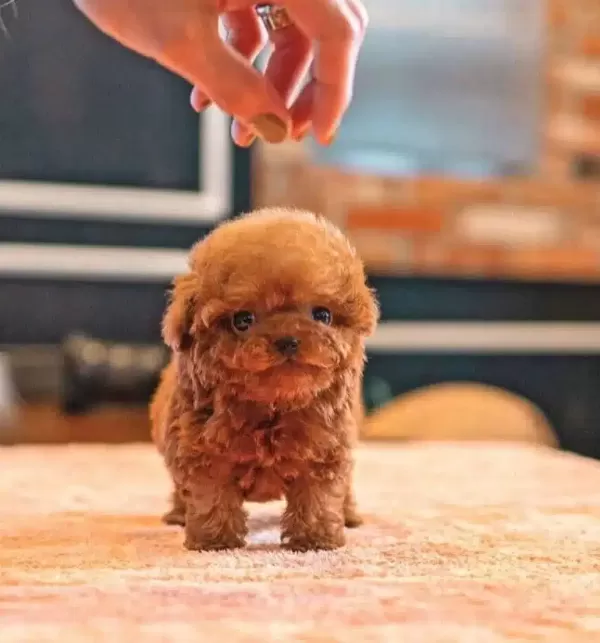 Hipoalerjanik Toy Poodle Bebeklerim