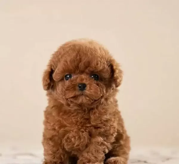 Hipoalerjanik Toy Poodle Bebeklerim