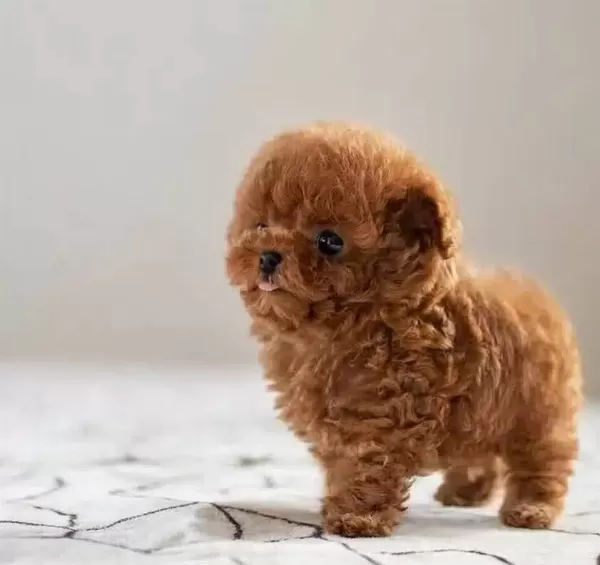 Hipoalerjanik Toy Poodle Bebeklerim