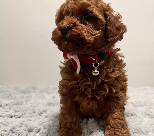 Zero Number female korean poodle