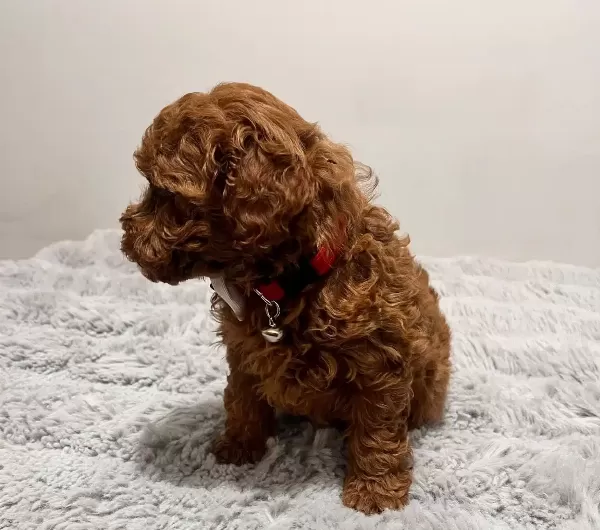 Zero Number female korean poodle
