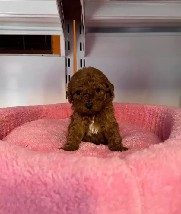 Gerçek Tea Cup Kore Red Browne Poodle bebeğimiz