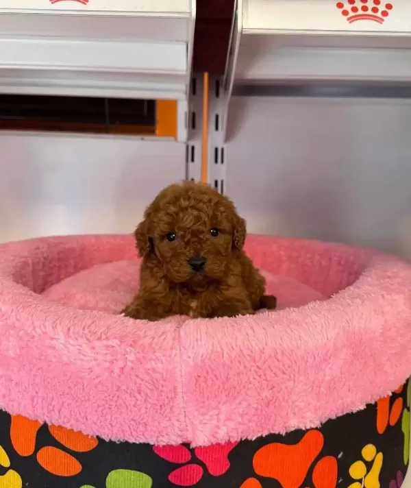 Gerçek Korean Kan Hattı Red Browne Toy Poodle