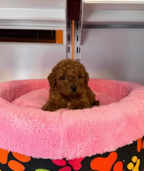 Gerçek Korean Kan Hattı Red Browne Toy Poodle