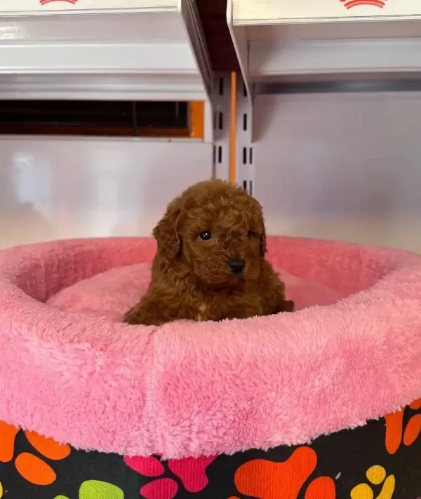 Gerçek Korean Kan Hattı Red Browne Toy Poodle