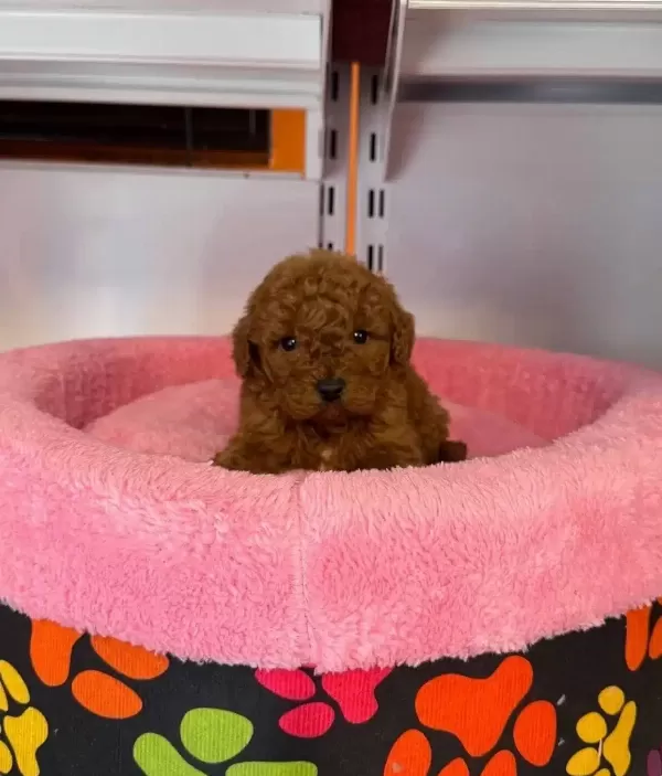 Gerçek Korean Kan Hattı Red Browne Toy Poodle