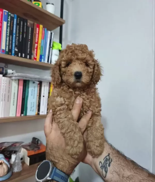 Meraklı Toy Poodle Yavrularımız