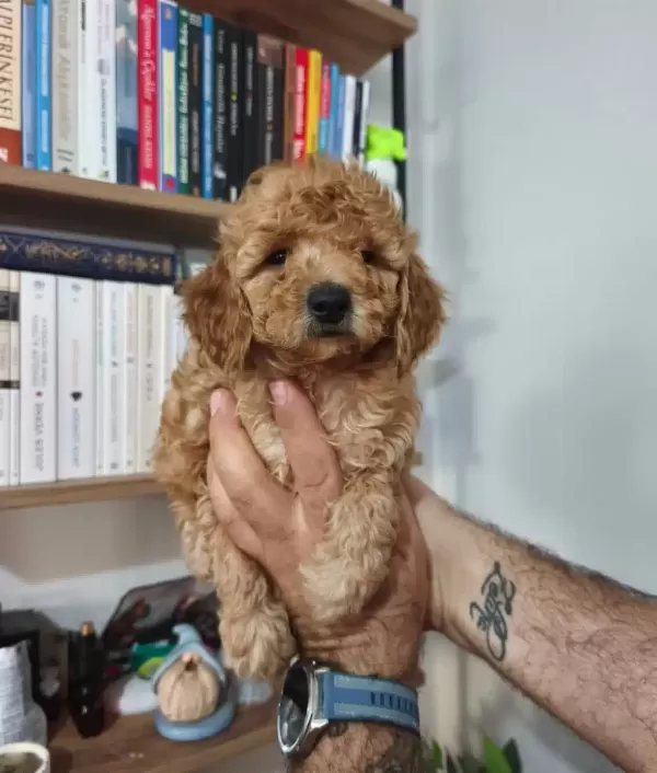 Meraklı Toy Poodle Yavrularımız