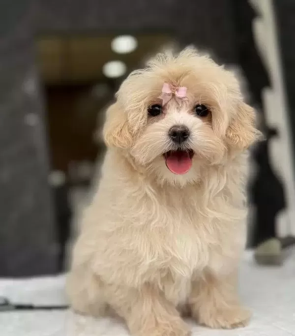 Eğitimli Maltipoo Yavruları
