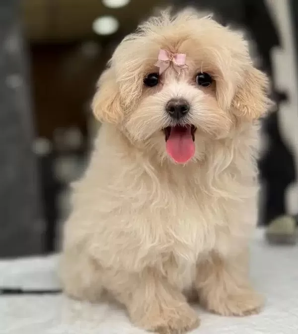 Eğitimli Maltipoo Yavruları