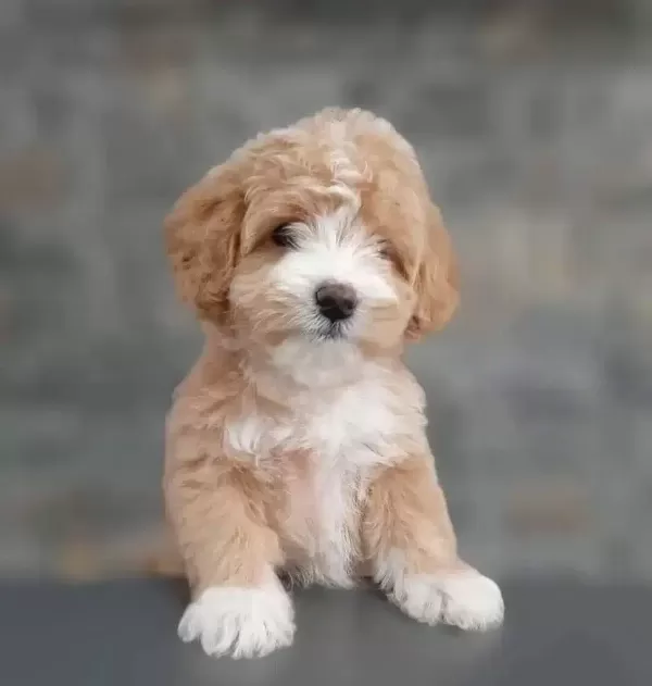 Ruhsatlı Ciftlikten Maltipoo Yavruları