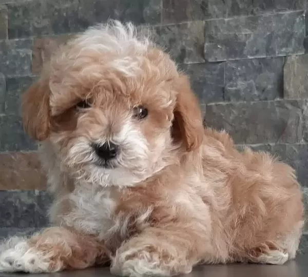 Ruhsatlı Ciftlikten Maltipoo Yavruları