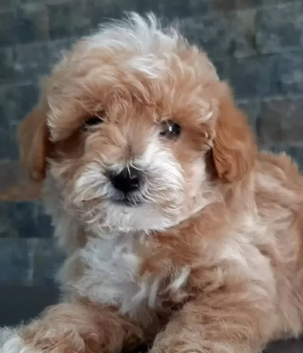 Ruhsatlı Ciftlikten Maltipoo Yavruları