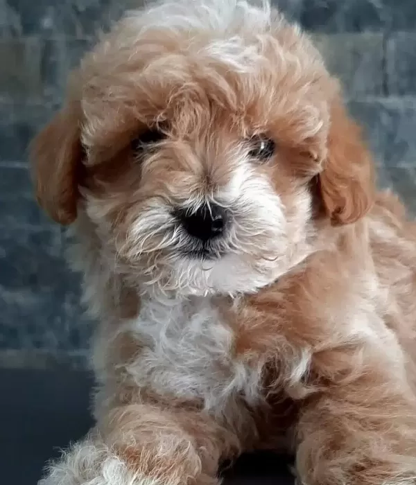 Ruhsatlı Ciftlikten Maltipoo Yavruları