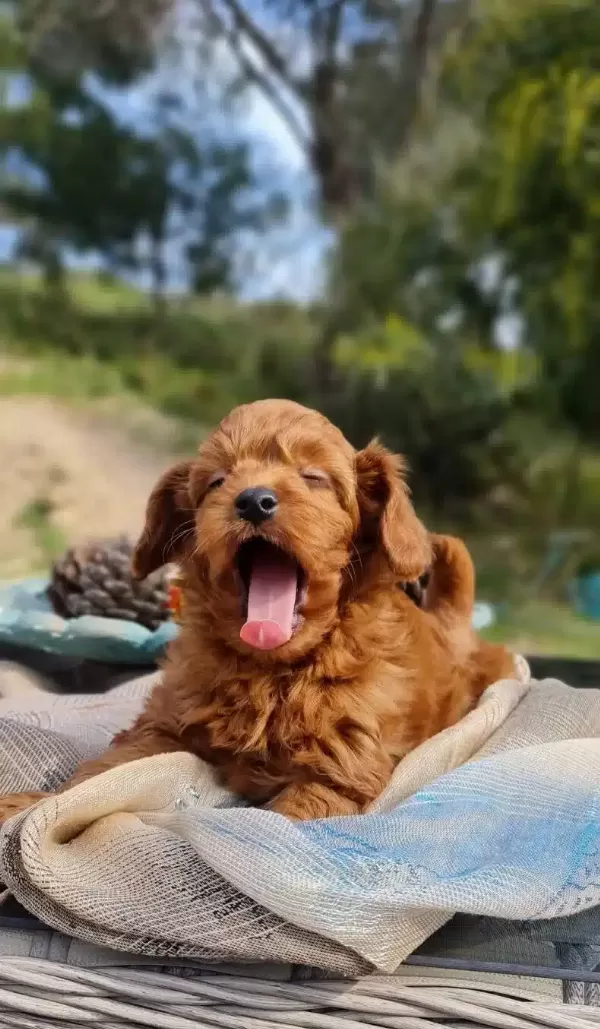Sosyal Ve Oyuncu Maltipoo Yavruları Evin Yeni Nesesi