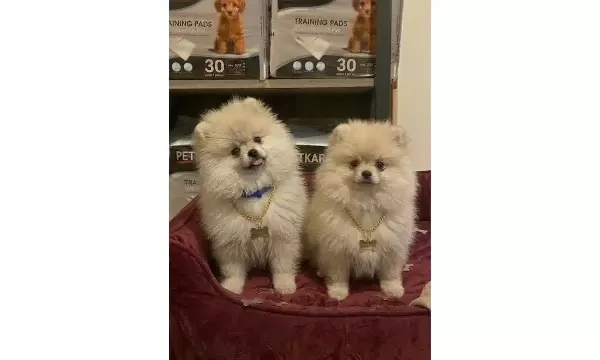 Pamuk Tuylu Pomeranian Yavrularımız
