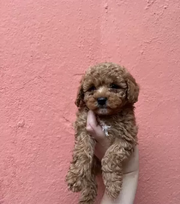 Kore Kan Toy Poodle Ev Terbiyesine Uygun Kıvırcık Yumak