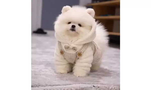Ayicik Surat Pomeranian Boo Terapi Gibi Dost