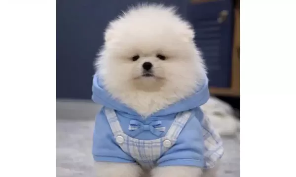 Ayicik Surat Pomeranian Boo Terapi Gibi Dost