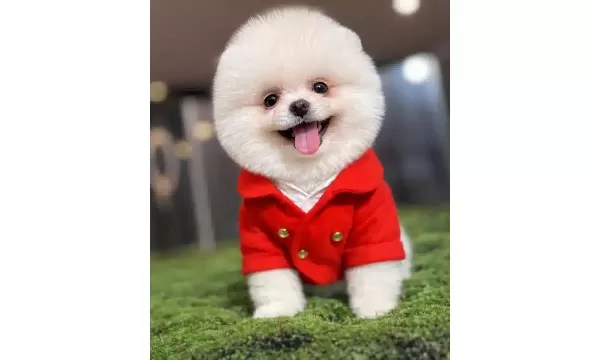 Ayicik Surat Pomeranian Boo Terapi Gibi Dost